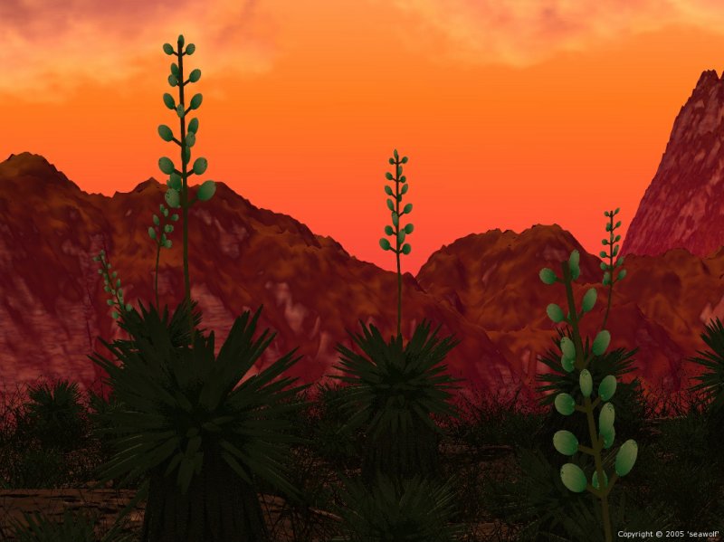 yucca desert sunset detail 1